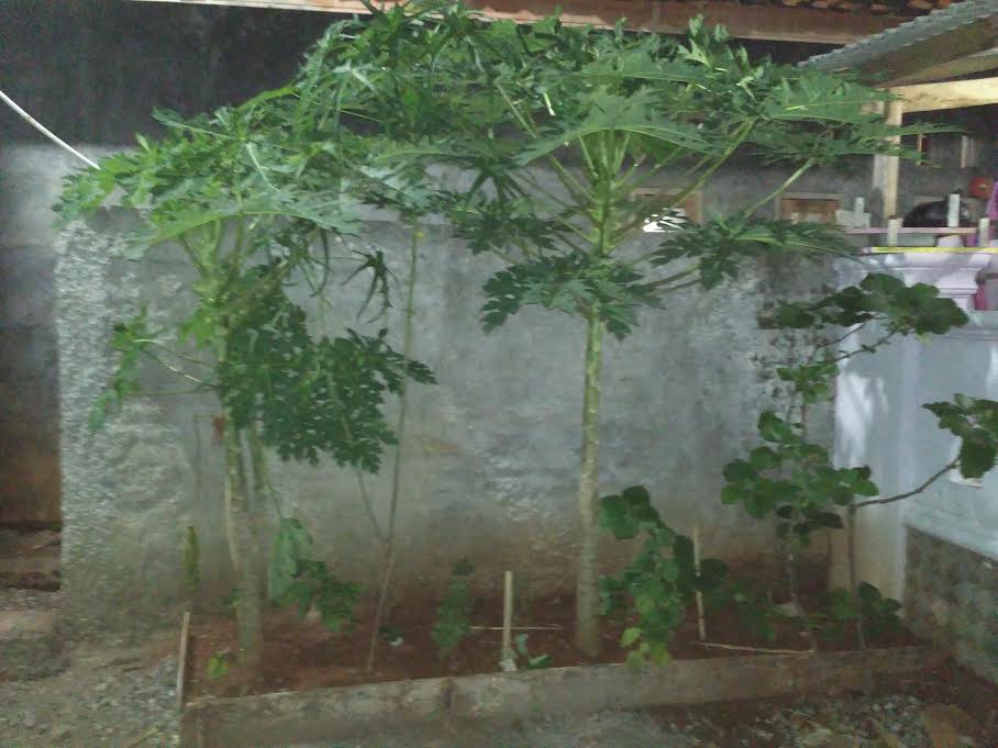akibat menamam pohon pepaya di depan rumah